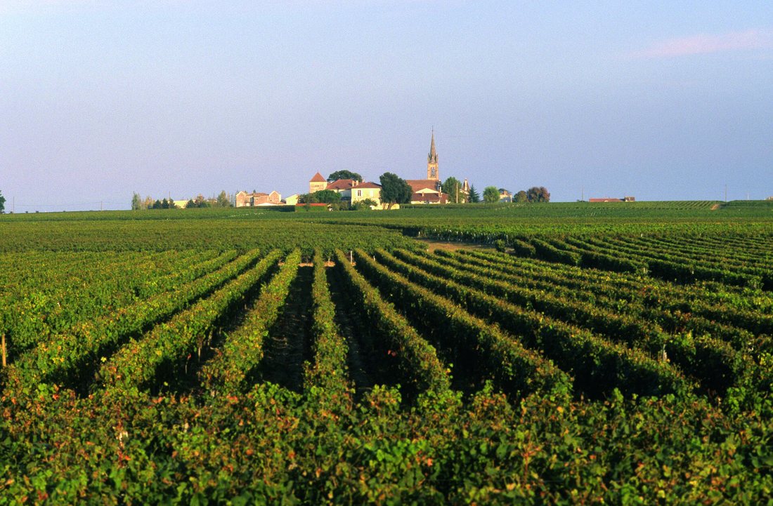 Des rangs de vigne à perte de vue dans le Médoc, avec un village et son clocher à l'horizon